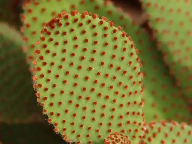 cactus image