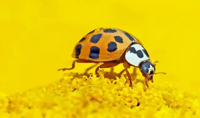 insect image
