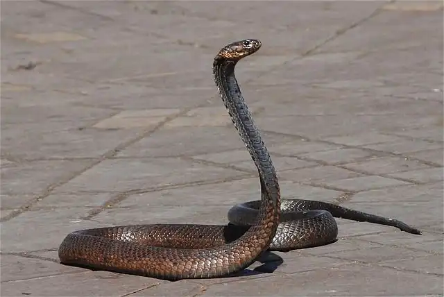 snake-charmer image
